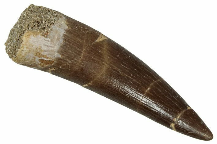 Fossil Plesiosaur (Zarafasaura) Tooth - Morocco #354701